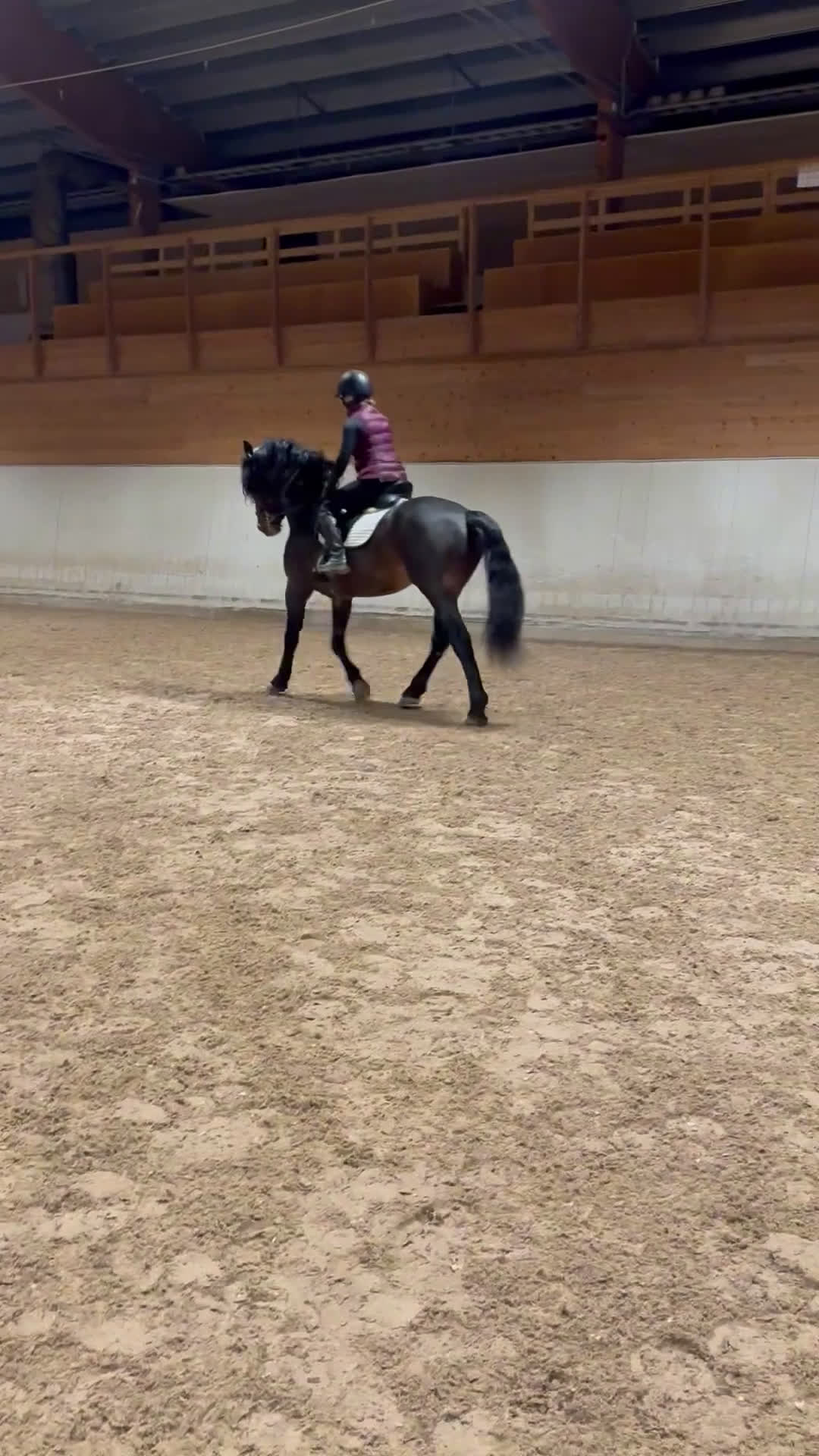 Dressyr hästar till salu: Riktig gentleman säljes! - Video 3