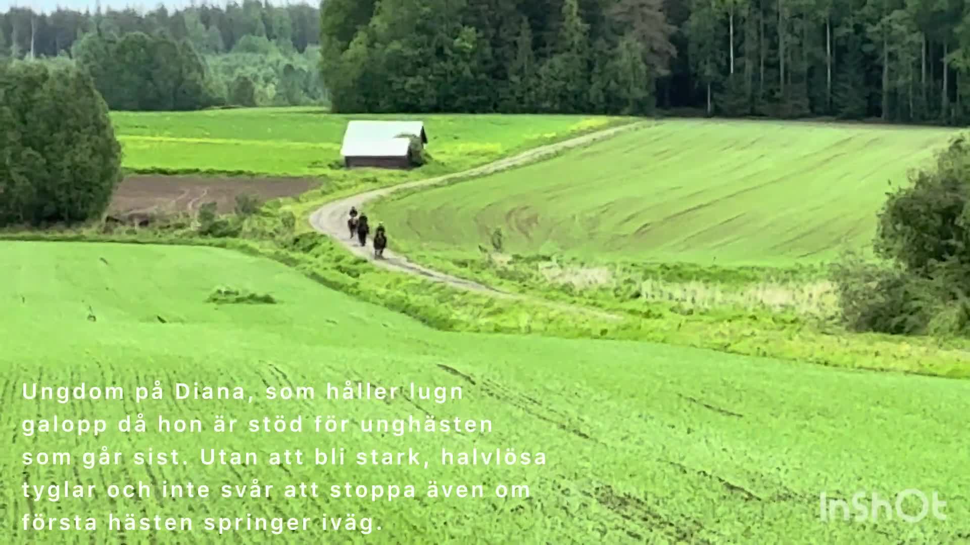 Allround hästar till salu: Perfekta ungponnyn med framtiden framför sig! - Video 3