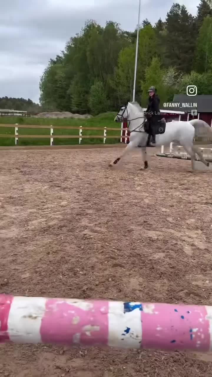Hoppning hästar till salu: Cool hopphäst  - Video 2