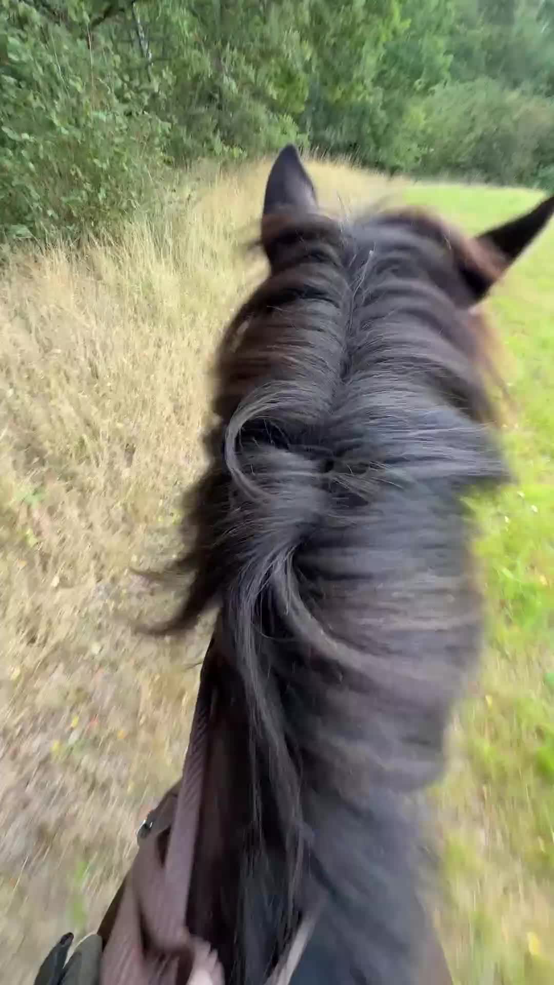 Hoppning hästar till salu: Försiktigt sto med hjärta av guld! - Video 2