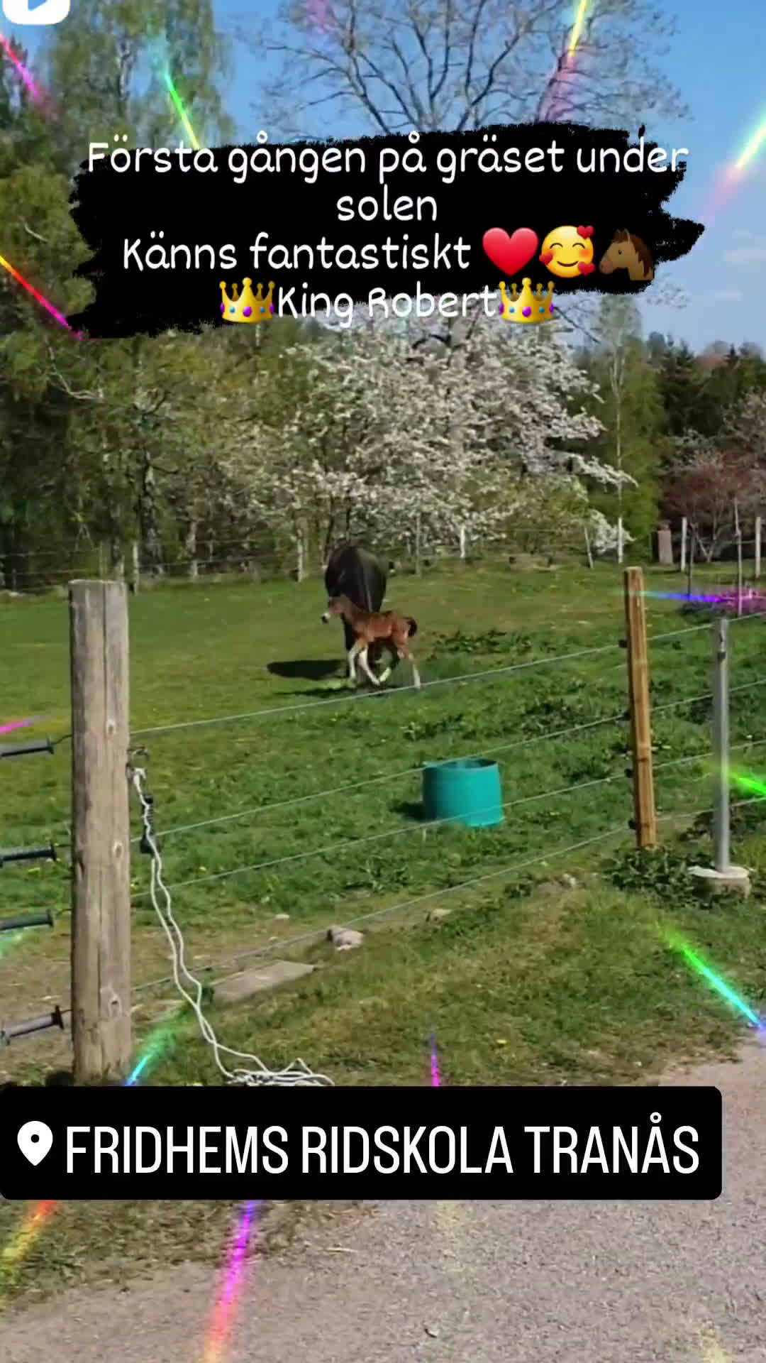 Övrigt hästar till salu: Skog, avelsmärr och Arbetsvillig Kallblodstravare  - Video 2