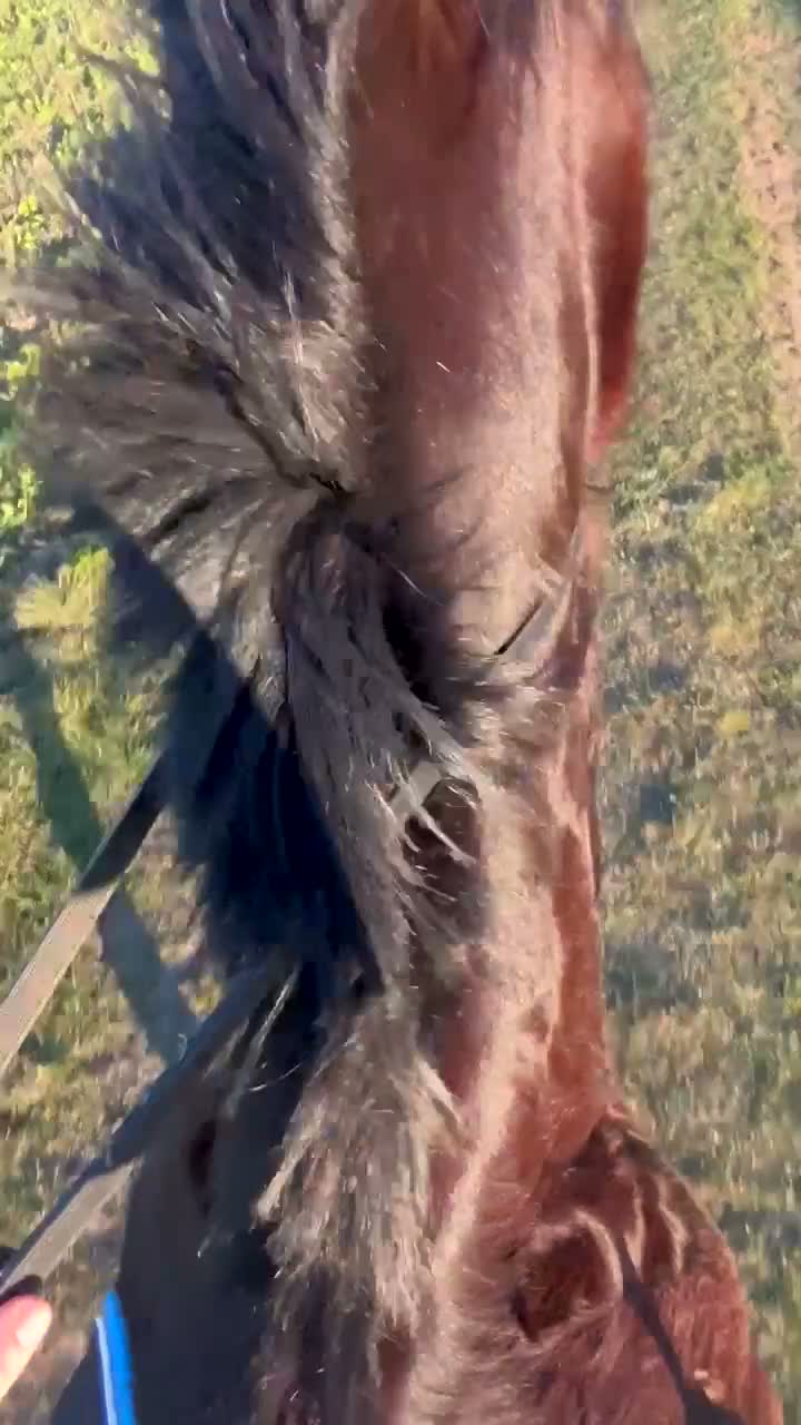 Allround hästar till salu: Allround häst med motor💕 - Video 2