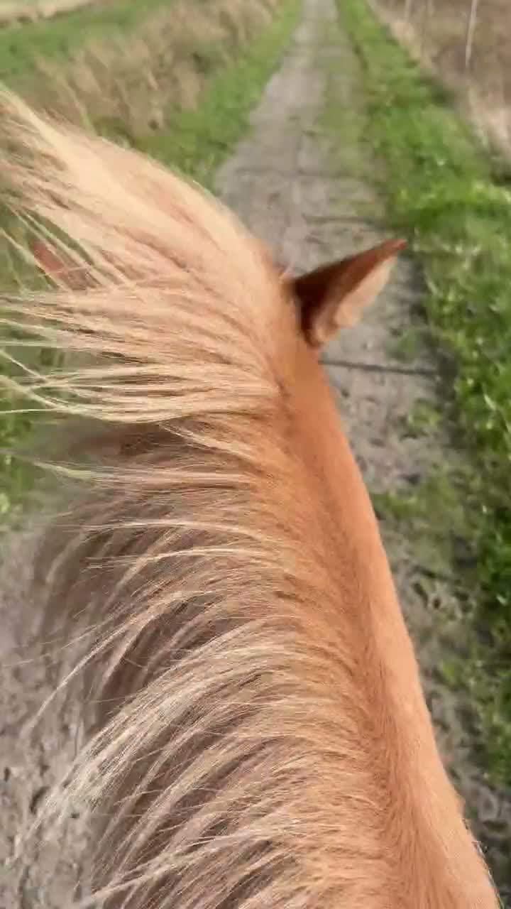 Island hästar till salu: Fritidshäst/Familjehäst  - Video 4