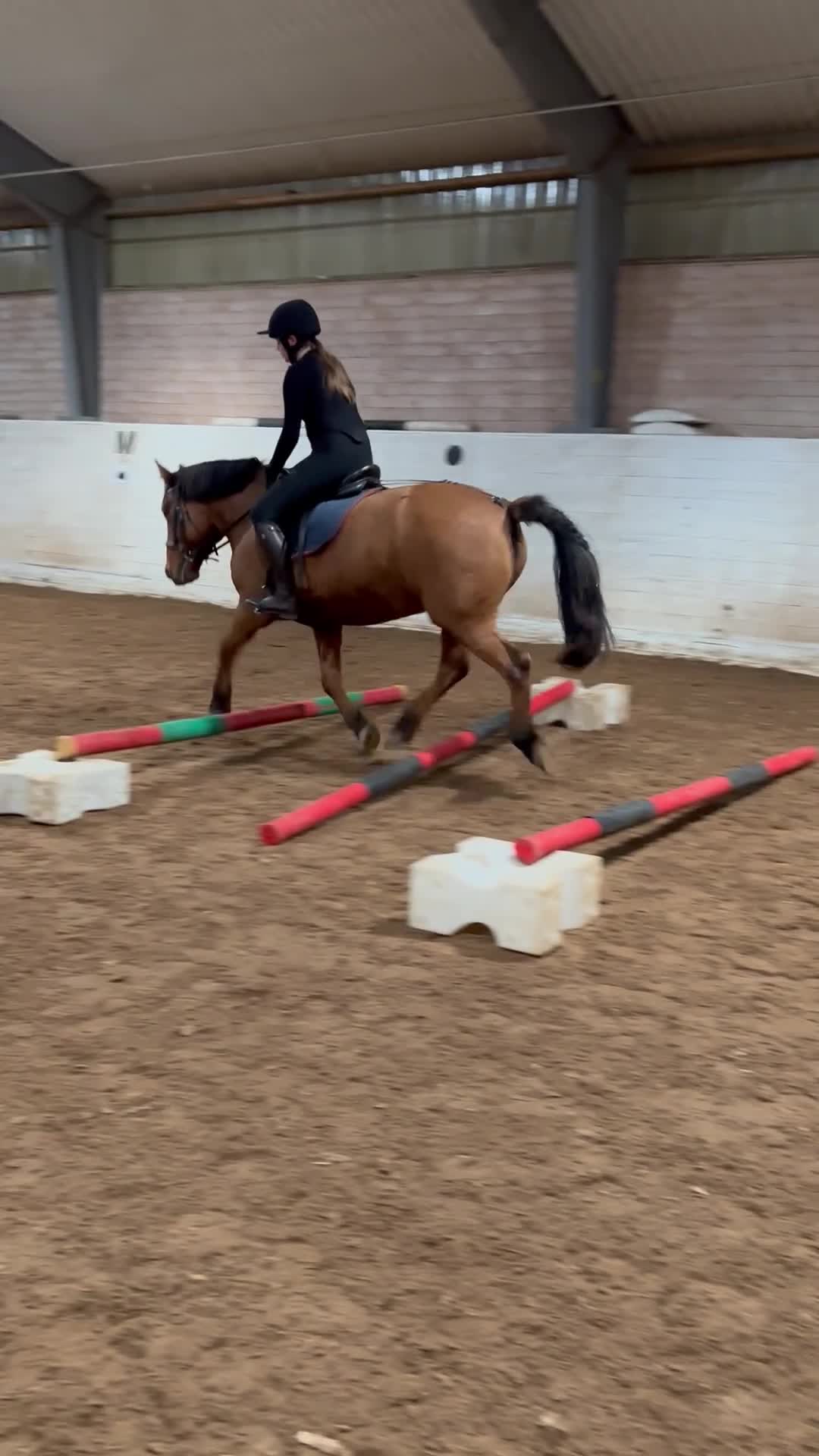  medryttarhäst sökes: Söker medryttar häst eller ponny i Uppsala - Video 4