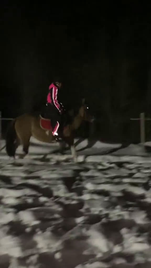 Allround hästar till salu: Ett fint sto med hjärtat av guld  i Härnösand - Video 2