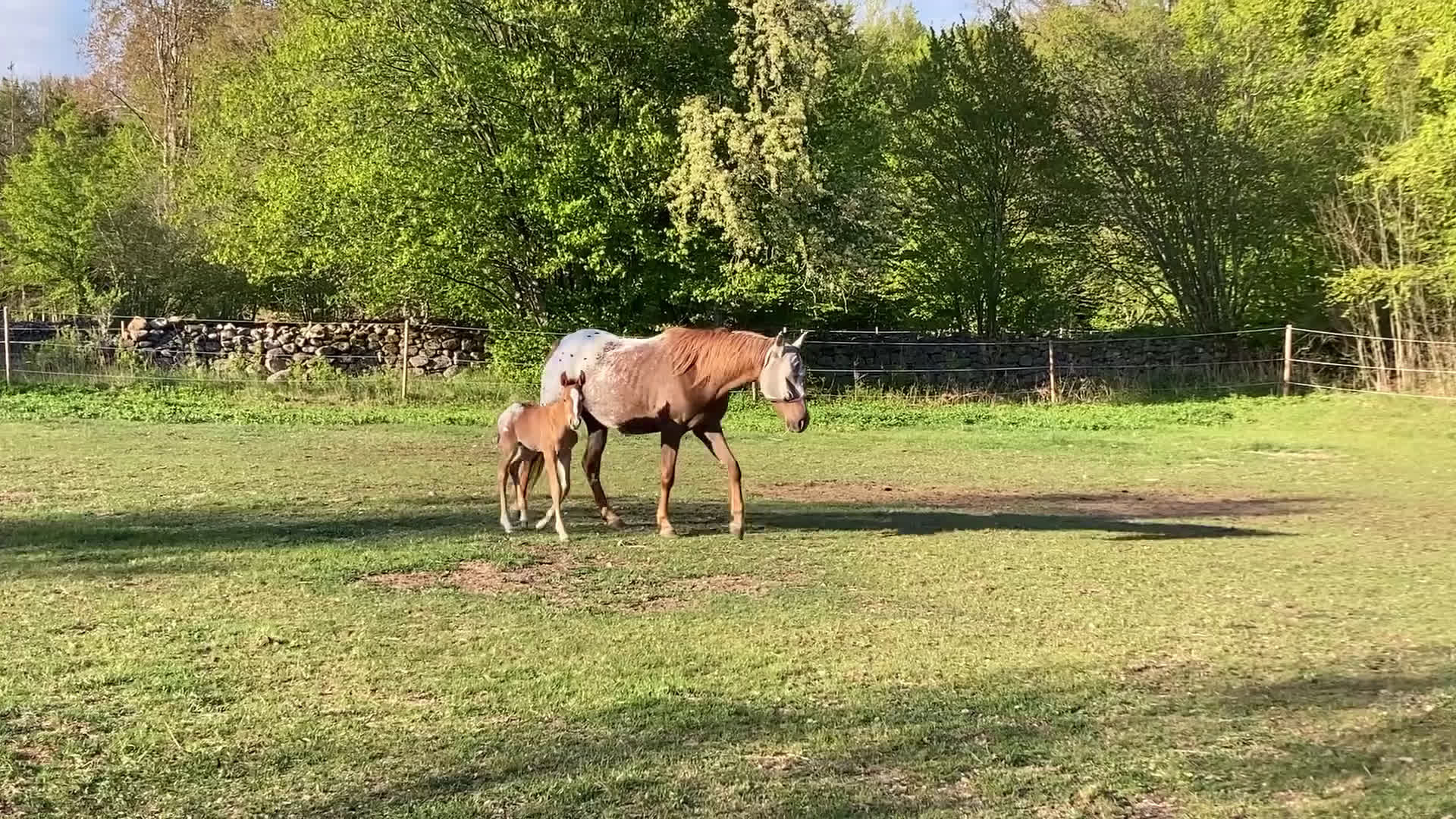 Allround hästar till salu: Appaloosa hingstföl i Fågelmara - Video 3