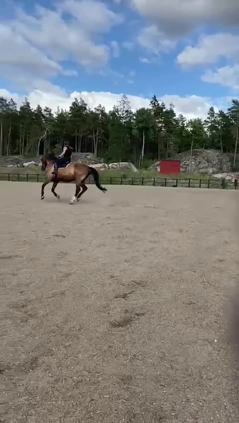  medryttarhäst sökes: Medryttarhäst sökes i Nyköping  i Nyköping - Video 4