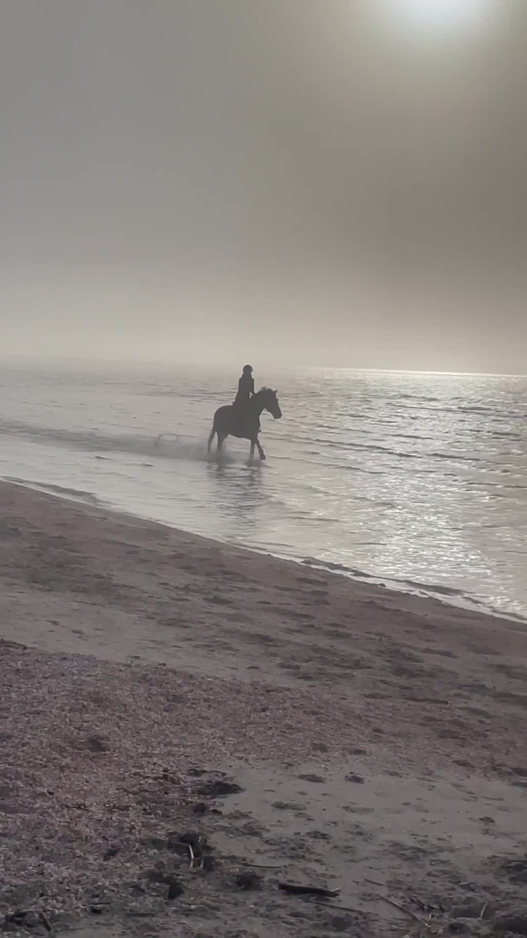 Allround hästar till salu: Stilig gentleman RESERVERAD - Video 5