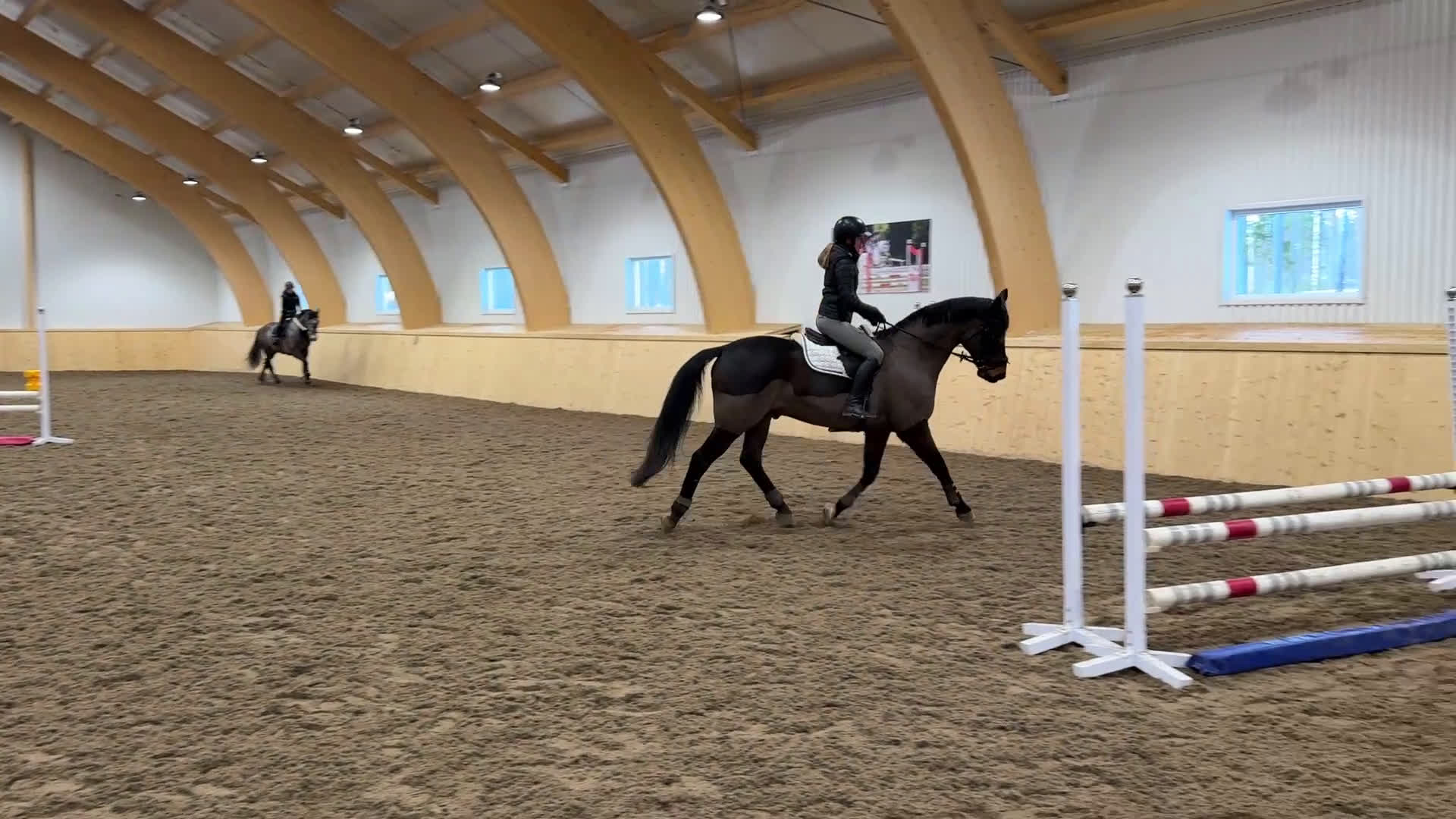 Allround hästar till salu: Snäll SWB valack söker nytt hem  - Video 3