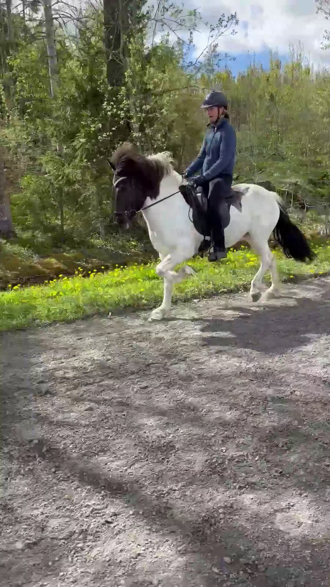 Island hästar till salu: Härlig vilja och tölt!  i Alunda - Video 1