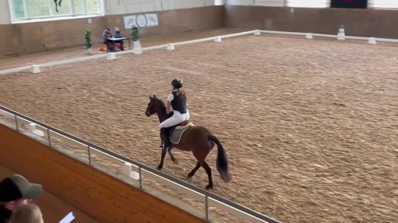 Allround hästar till salu: Go Nut med Meg - ponny med personlighet - Video 1