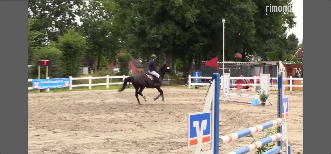 Hoppning hästar till salu: Fantastisk förmåga för ett riktigt bra pris i Nordhackstedt - Video 1