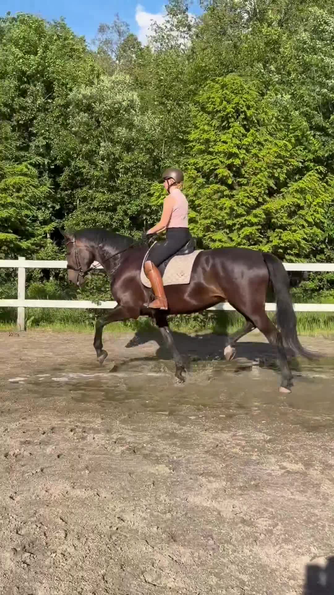 Dressyr hästar till salu: Sista chansen innan sommarbete!! - Video 1