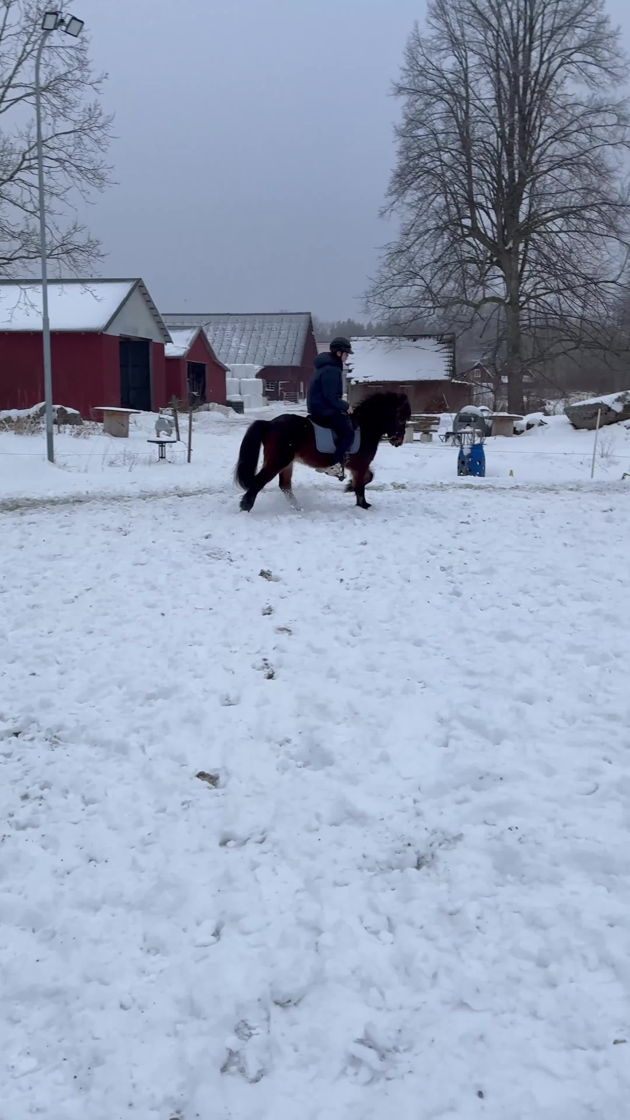 Island hästar till salu: Liten tuff valack - Video 2