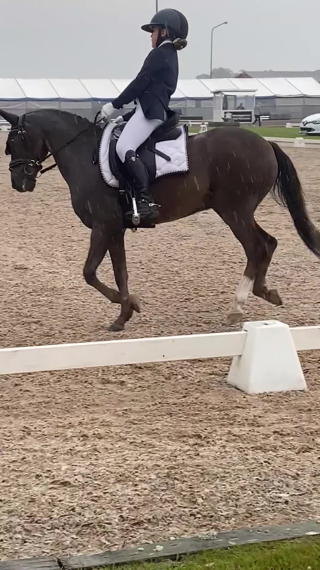 Dressyr hästar till salu: En läromästare med stort ❤️ - Video 2