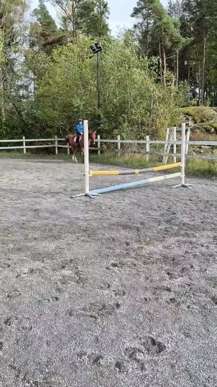Hoppning hästar till salu: Trevlig kille - Video 1
