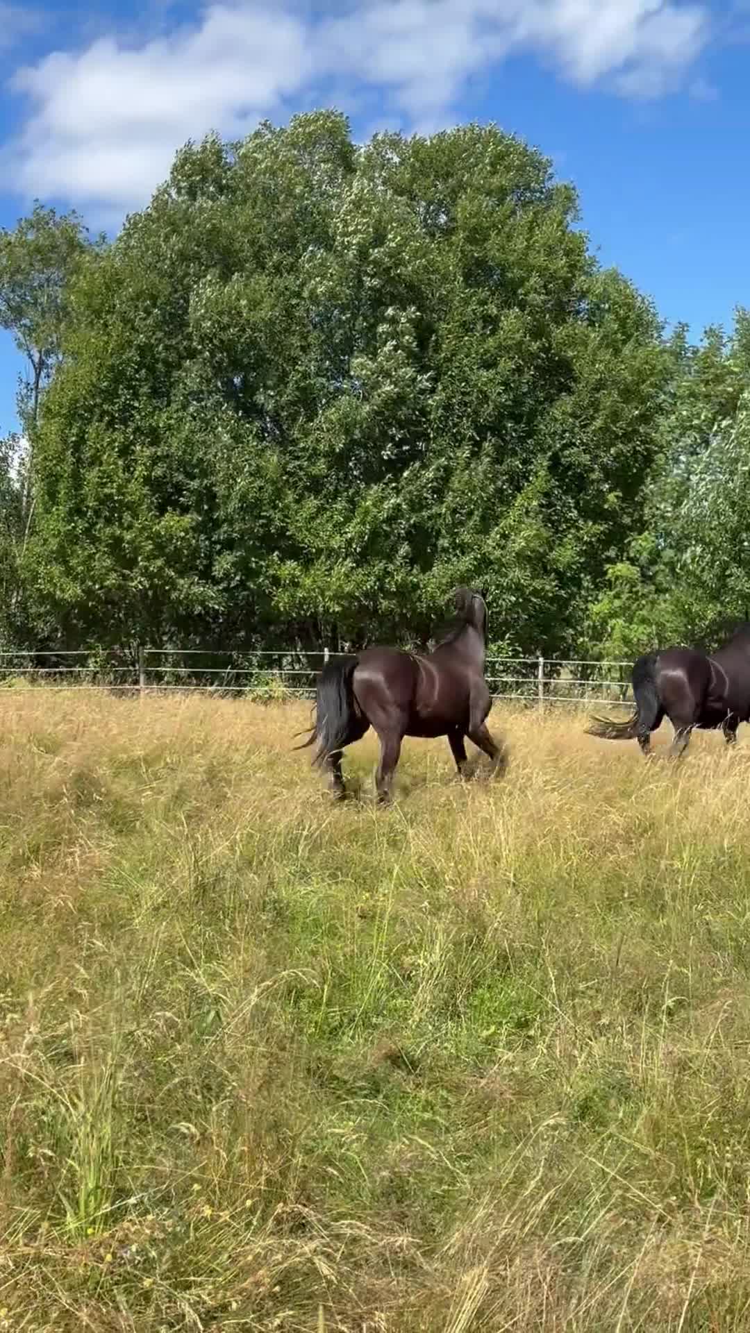 Dressyr hästar till salu: Vacker svart/brun valack  - Video 5