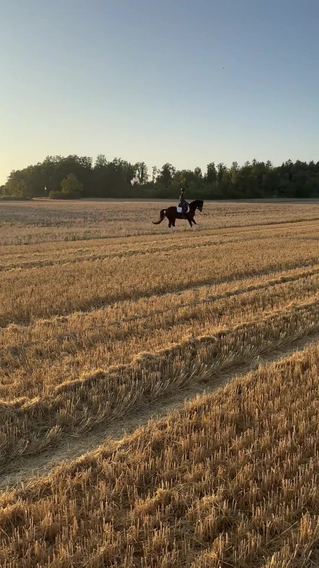 Hoppning hästar till salu: Ungponny för toppsporten✨ - Video 3