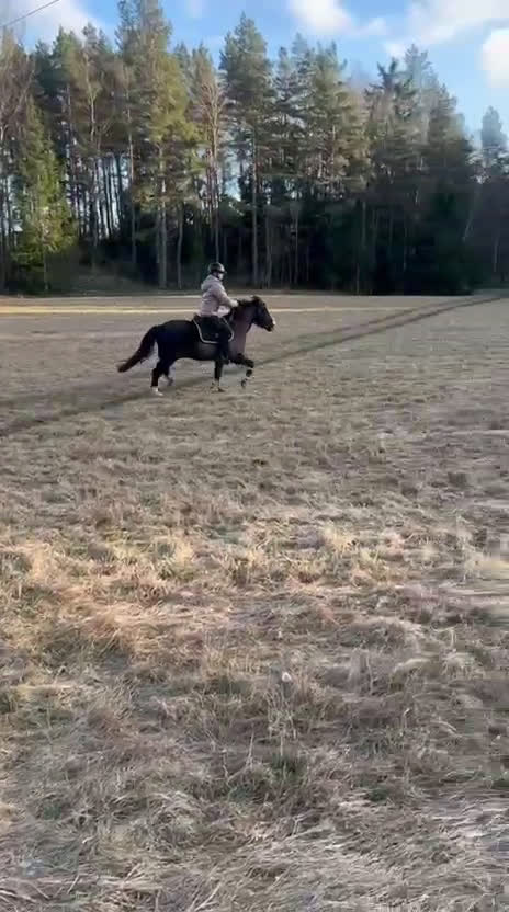 Dressyr hästar till salu: Läromästare i dressyr  - Video 2