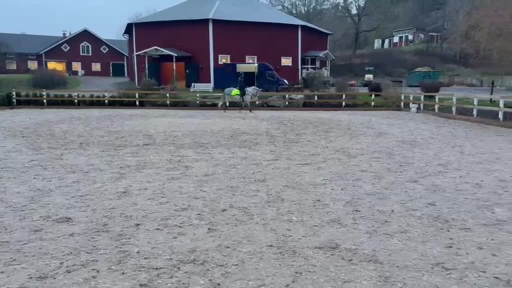 Allround hästar till salu: D-ponnyvalack säljes - Video 2