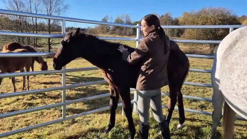 Allround hästar till salu: Exklusivt kvalitetsföl efter Hardrock Z ⭐️ i Ullared - Video 4