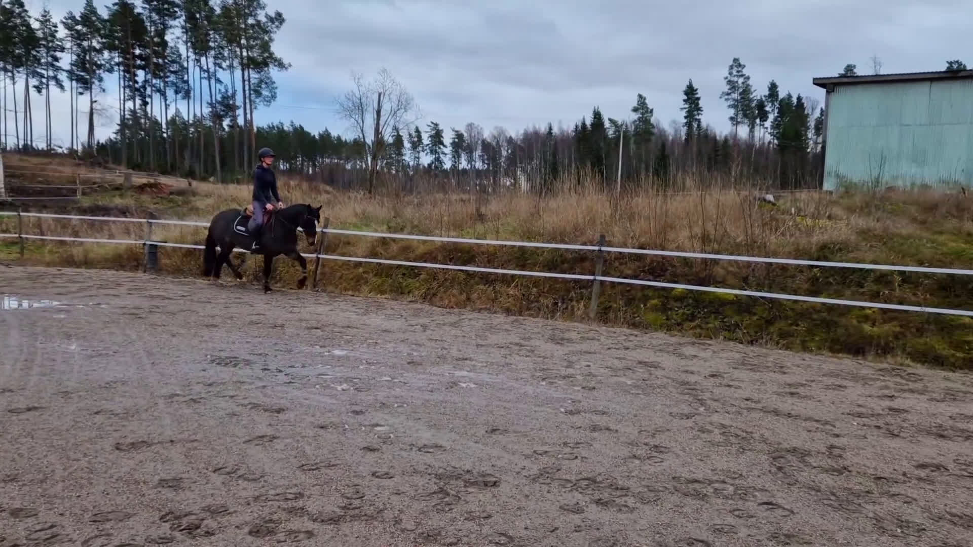 Allround hästar till salu: Superfint C-ponny sto  i Köping - Video 2