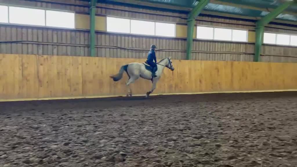 Hoppning hästar till salu: 3 årig SWB  - Video 2