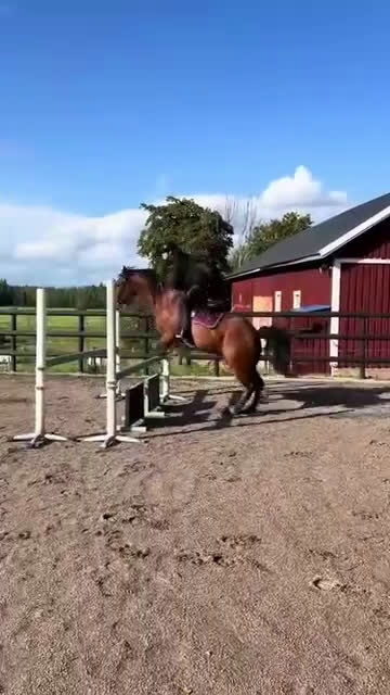 Hoppning hästar till salu: Mycket trevlig ponny! Reserverad! - Video 4