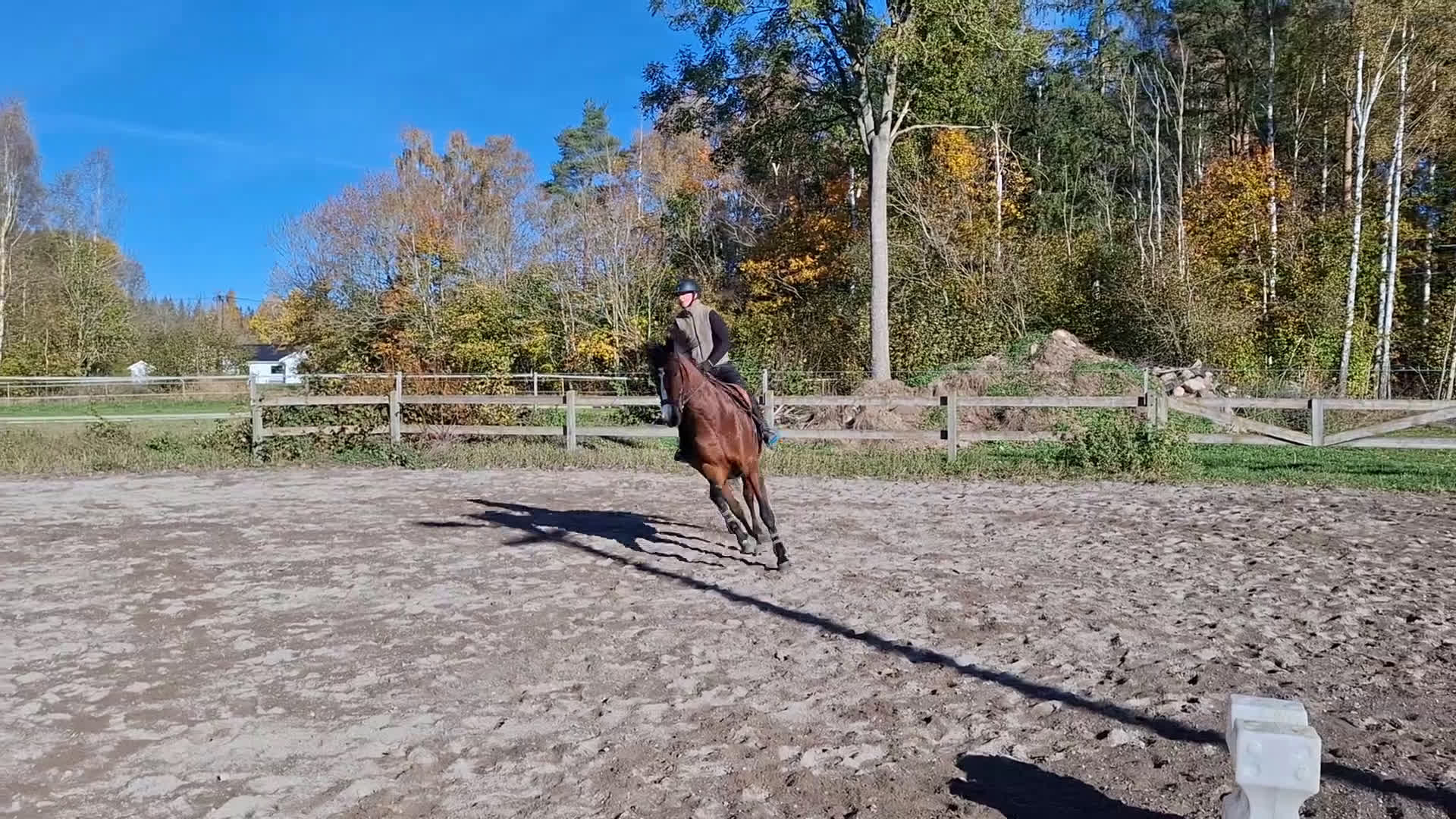 Hoppning hästar till salu: Sto för den lite mindre ryttaren! - Video 3