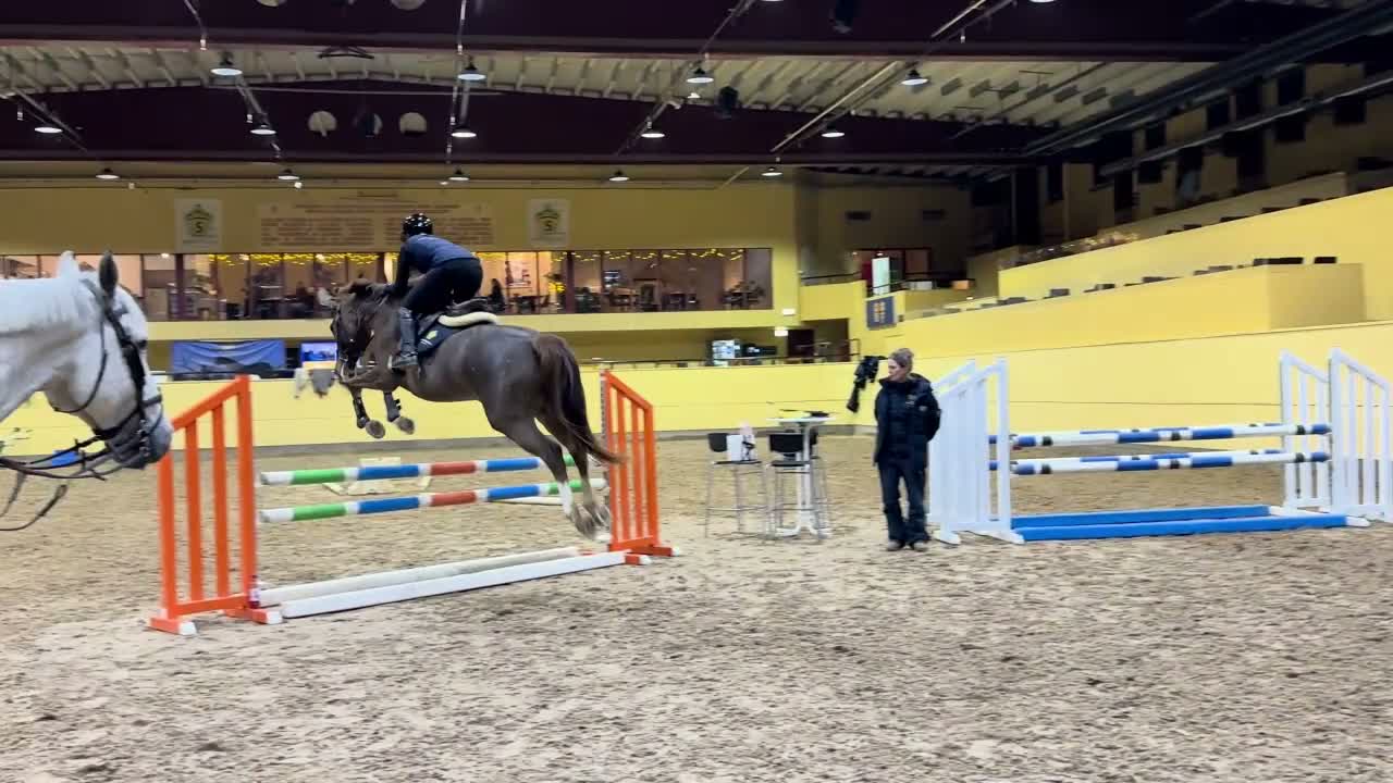 Hoppning hästar till salu: Trevligt personligt sto - Video 2