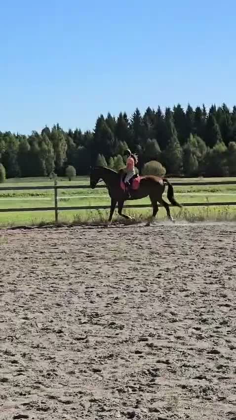 Dressyr hästar till salu: 4-årigt SWB-sto - Video 4