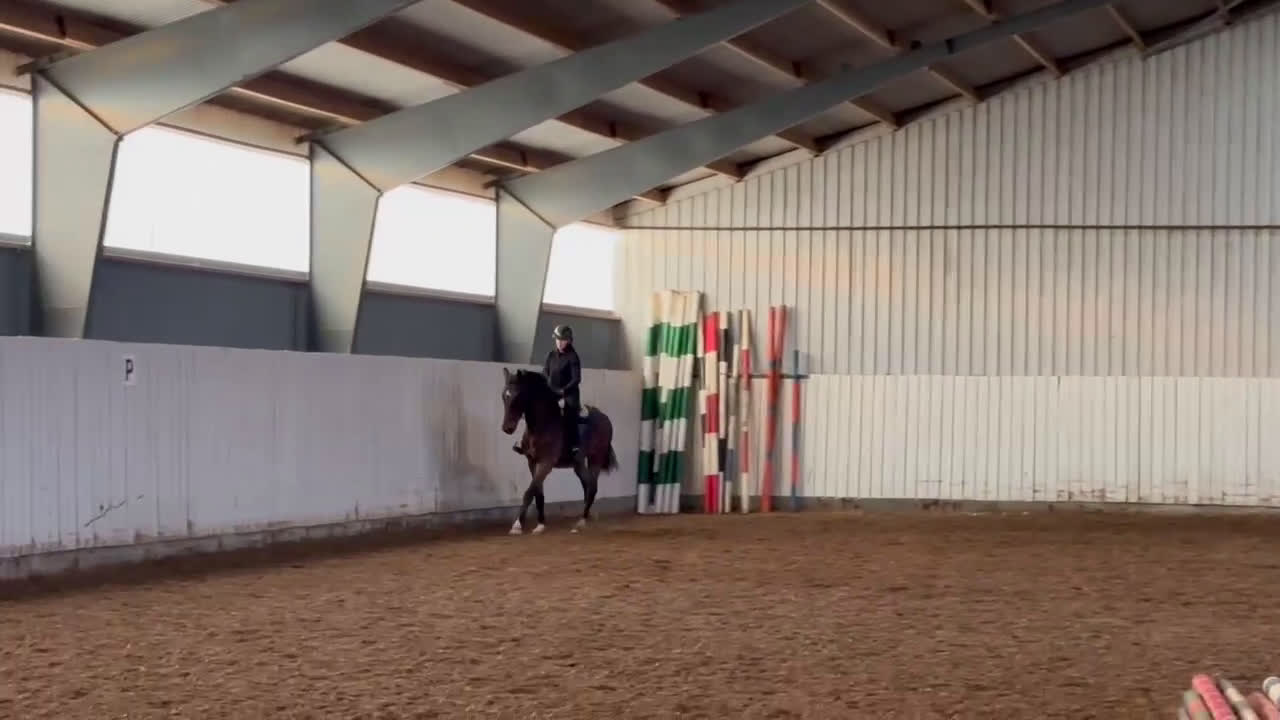 Allround hästar till salu: Supersnäll unghäst i Trelleborg - Video 1