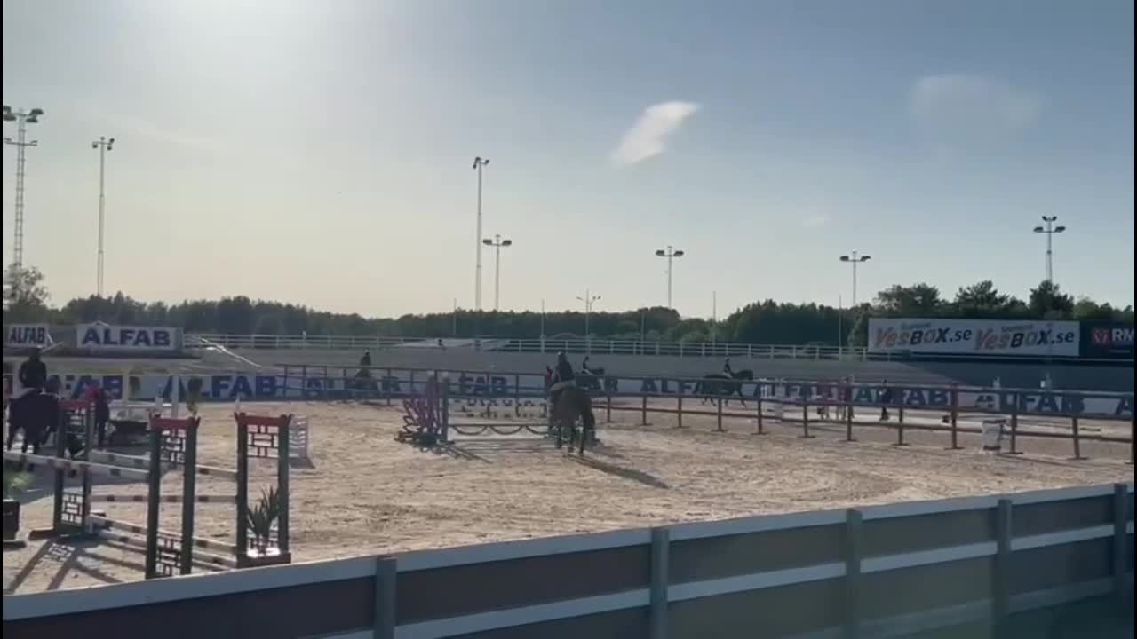 Allround hästar till salu: Stiliga och snälla Harry söker sin nya ryttare! i Flen - Video 2