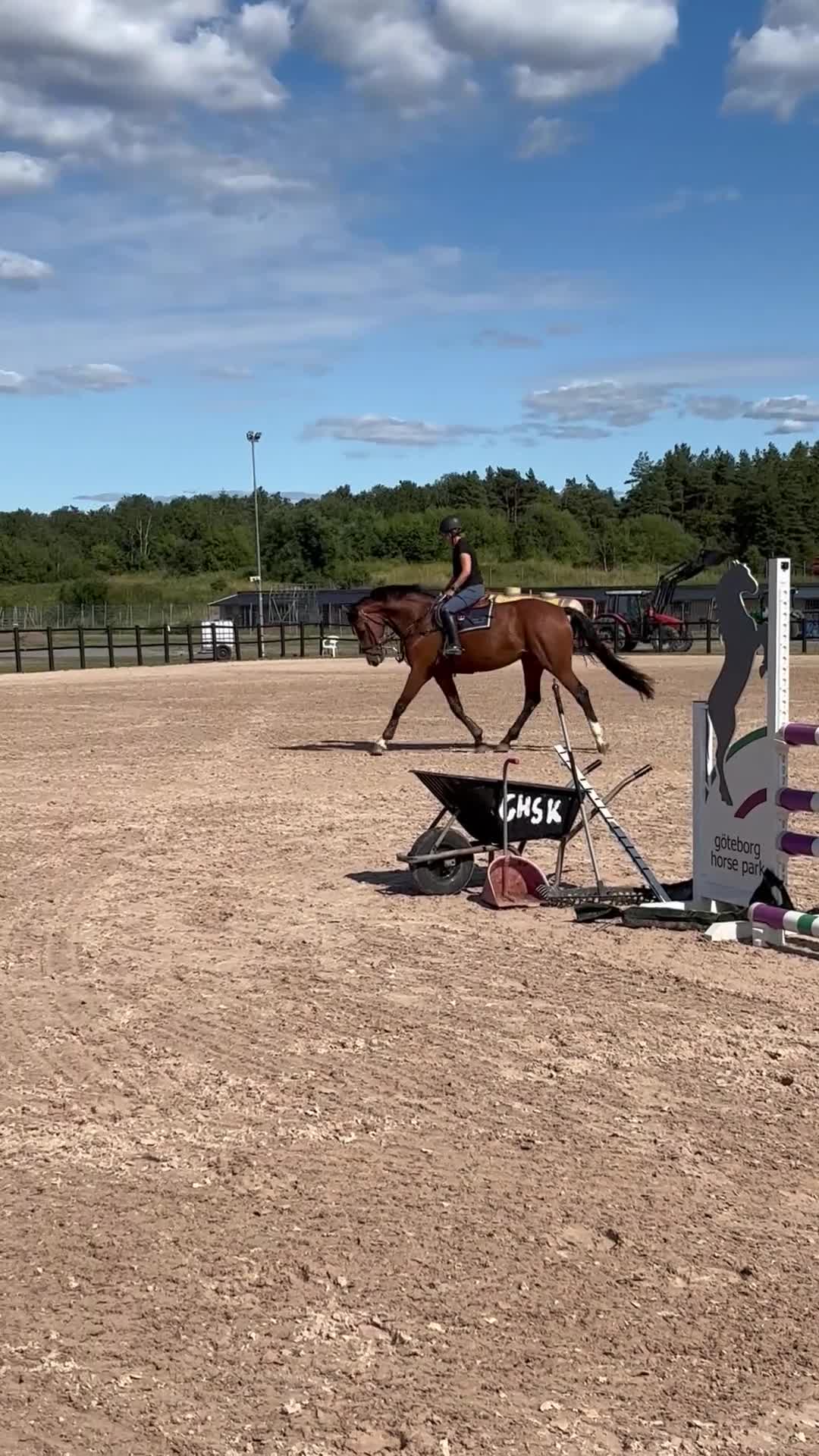 Hoppning hästar till salu: Sto med kapacitet och ett hjärta av guld - Video 3