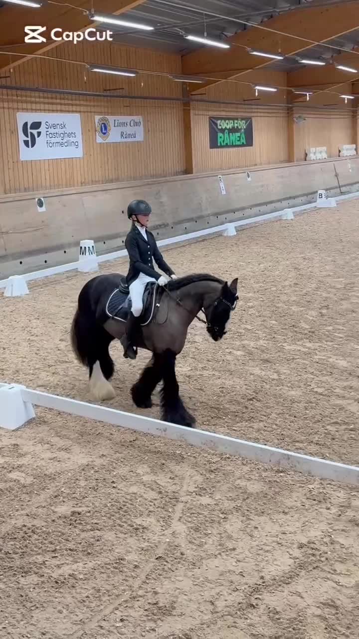 Allround hästar till salu: Tiger söker nytt hem 🖤 - Video 4