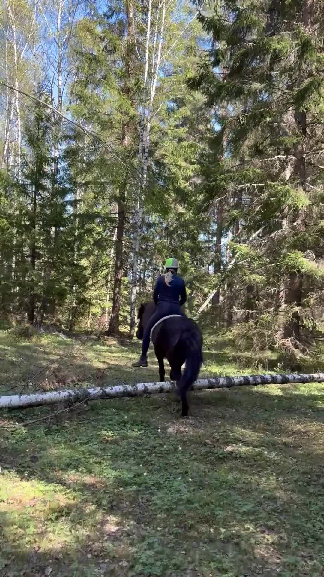 Island hästar till salu: 4 årig islandsvalack  - Video 1