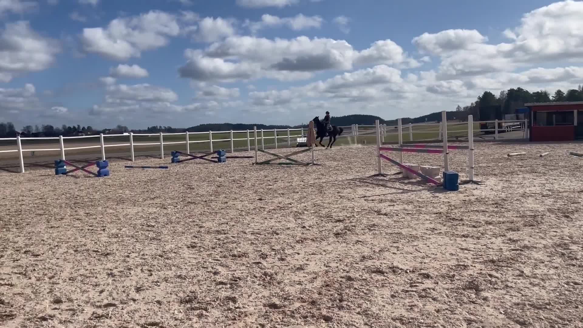 Hoppning hästar till salu: Hopp/fälttävlans sto m coolt psyke  - Video 4