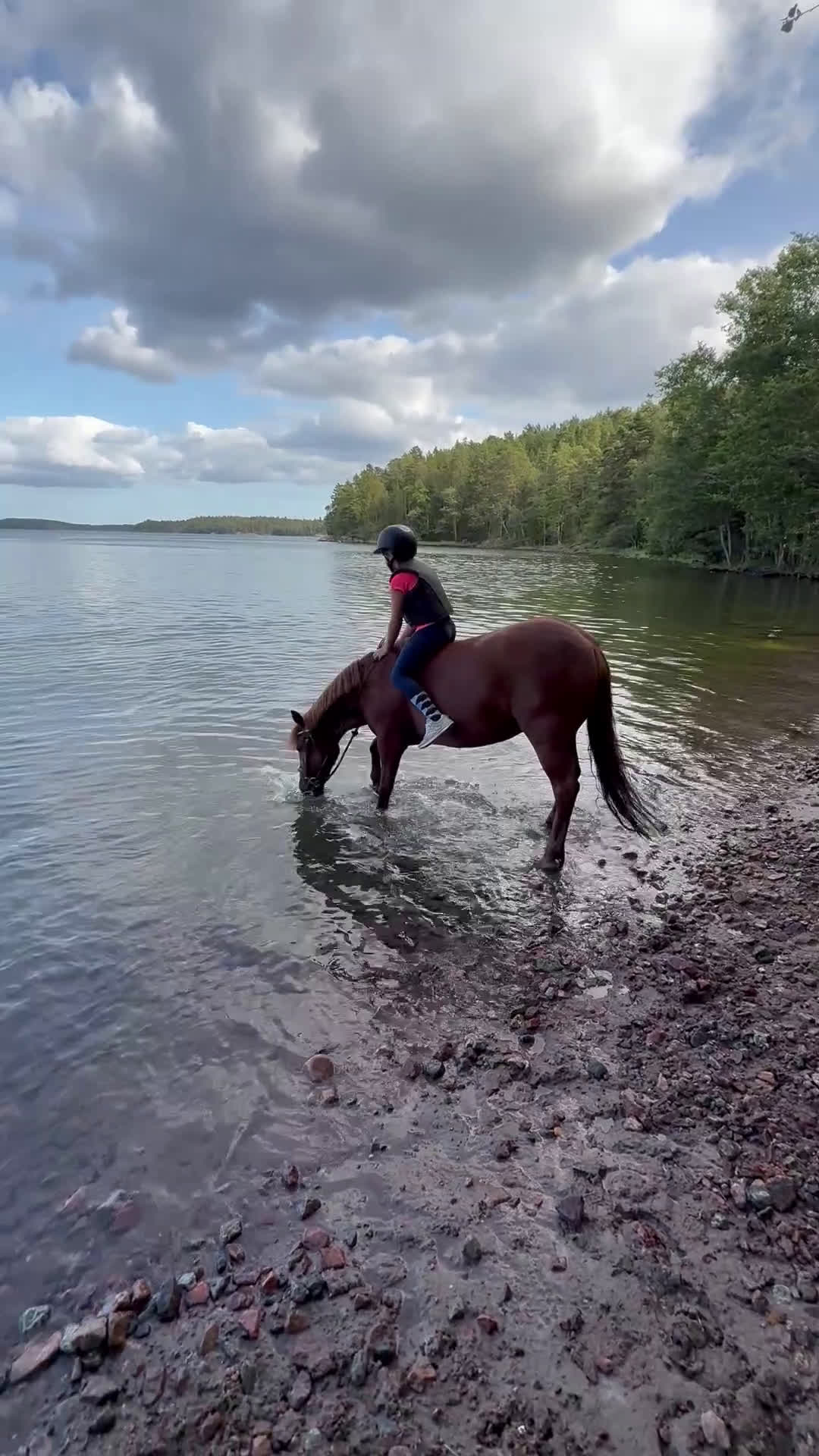 Dressyr hästar till salu: Supermaxad läromästare med hög ridbarhet i Värmdö - Video 1