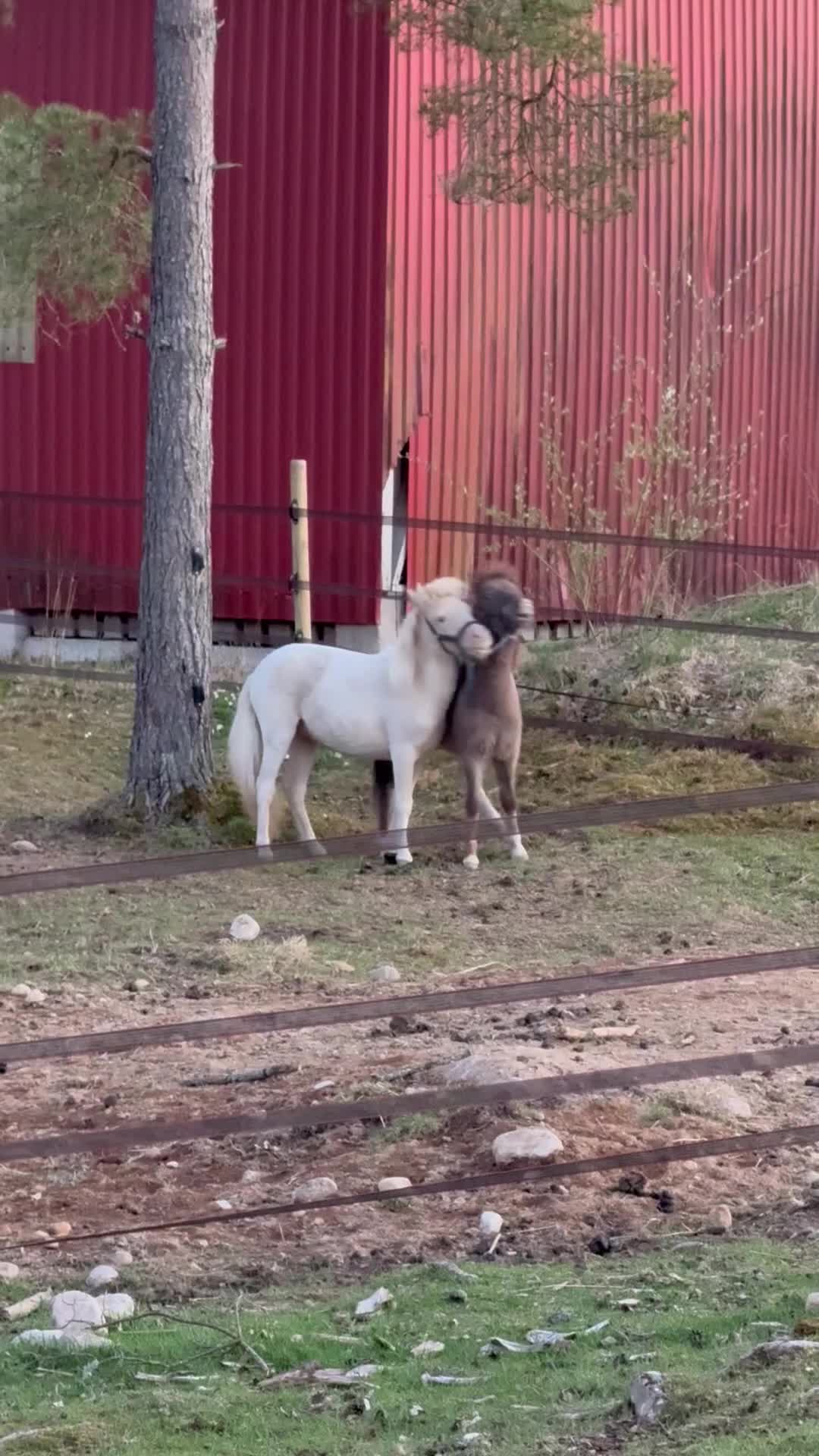 Övrigt hästar till salu: Härlig minihingst - Video 1