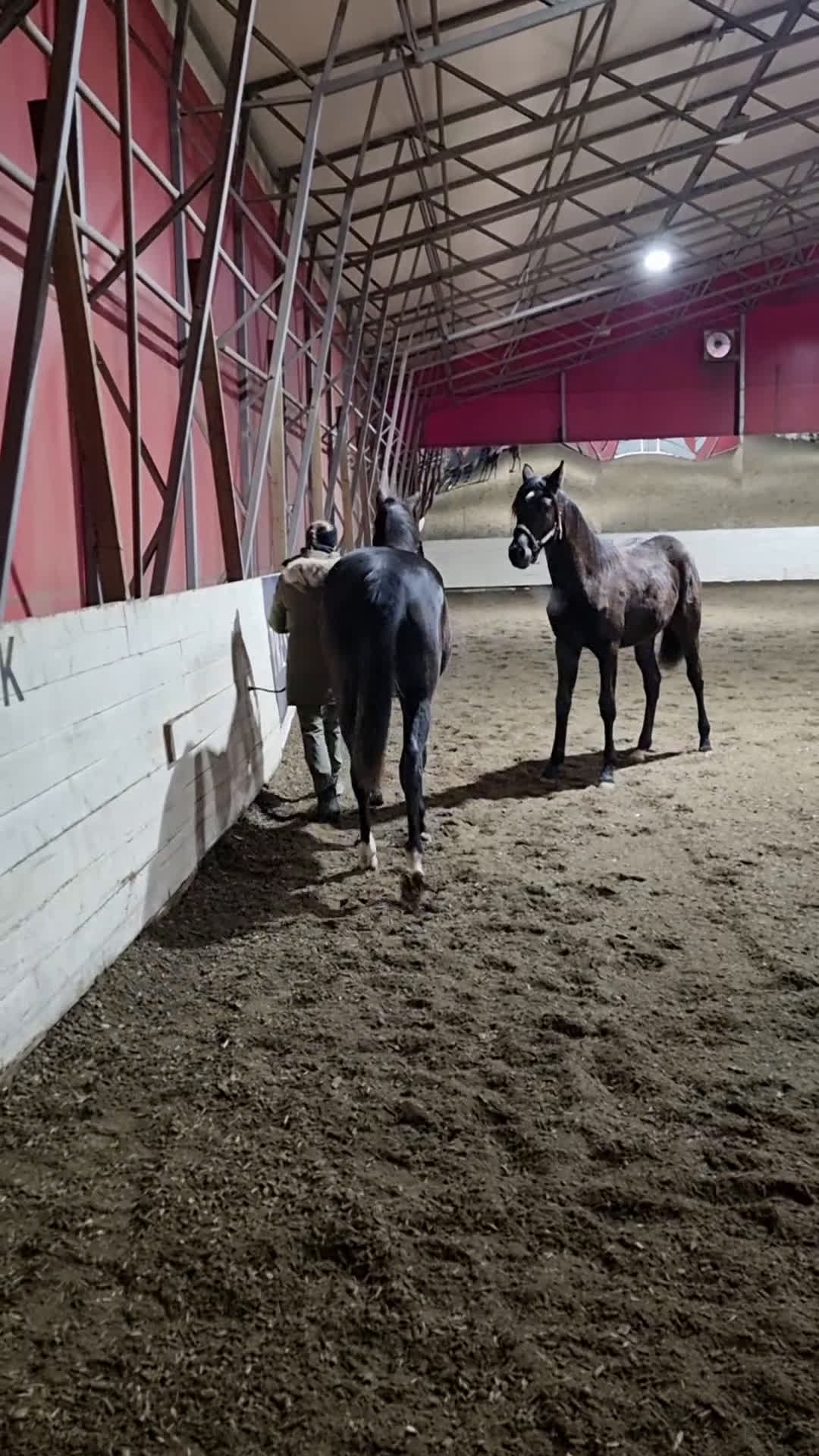 Dressyr hästar till salu: Sort hoppe etter Kjento/Fürstenball - Video 4