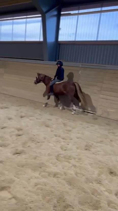 Dressyr hästar till salu: Vacker och genom-snällt welshsto - Video 5