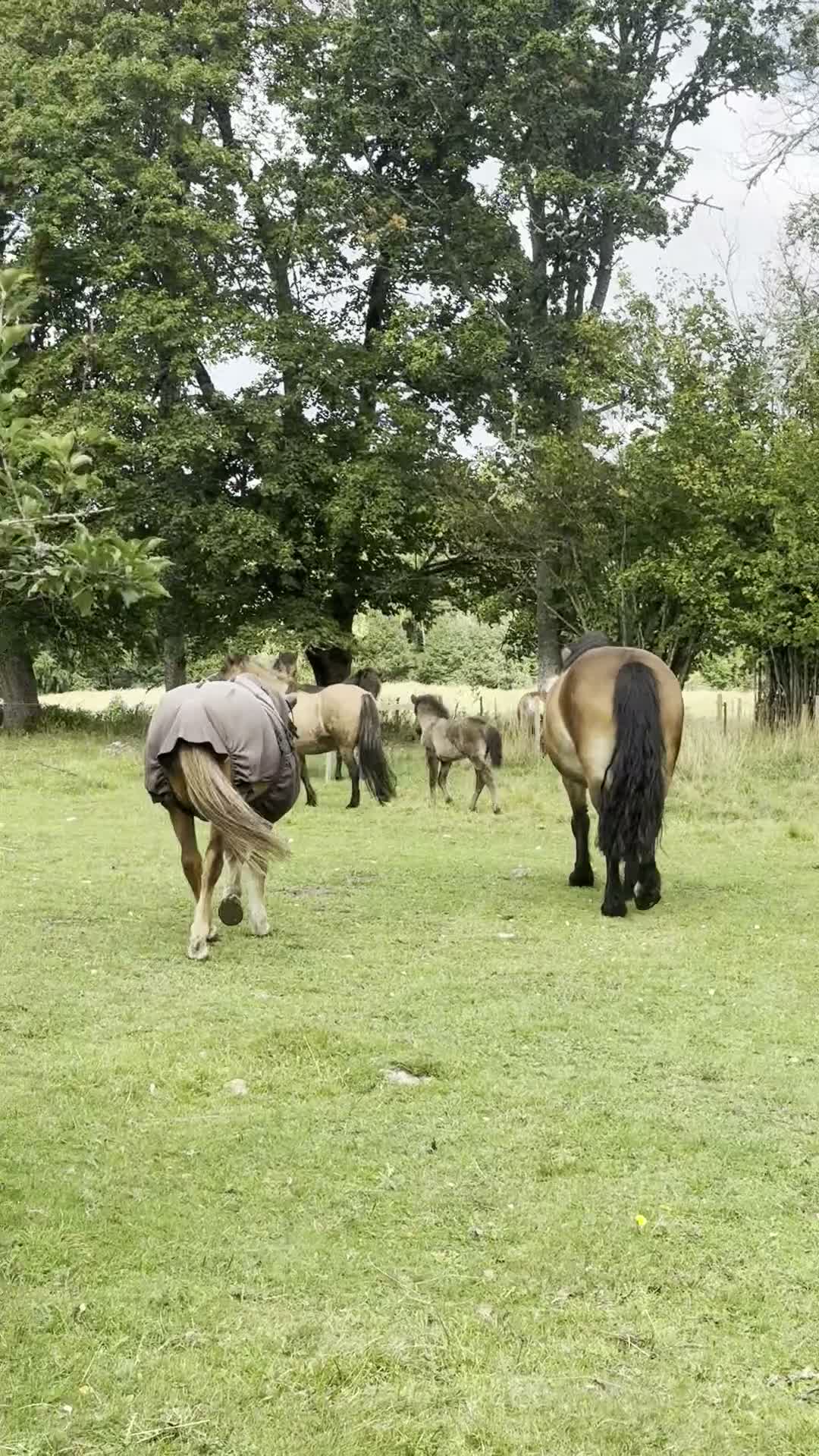 Island hästar till salu: Piggt och framåt hingstföl beräknad BLUP 107,5 - Video 1