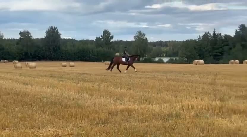 Dressyr hästar till salu: Dressyrhäst  - Video 2