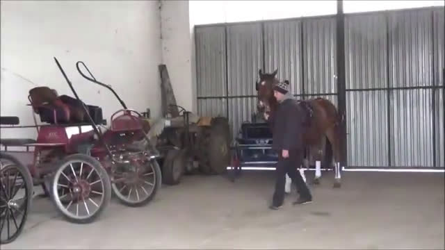 Allround hästar till salu: Dressage & driving & jumping partner for everybody - Video 1