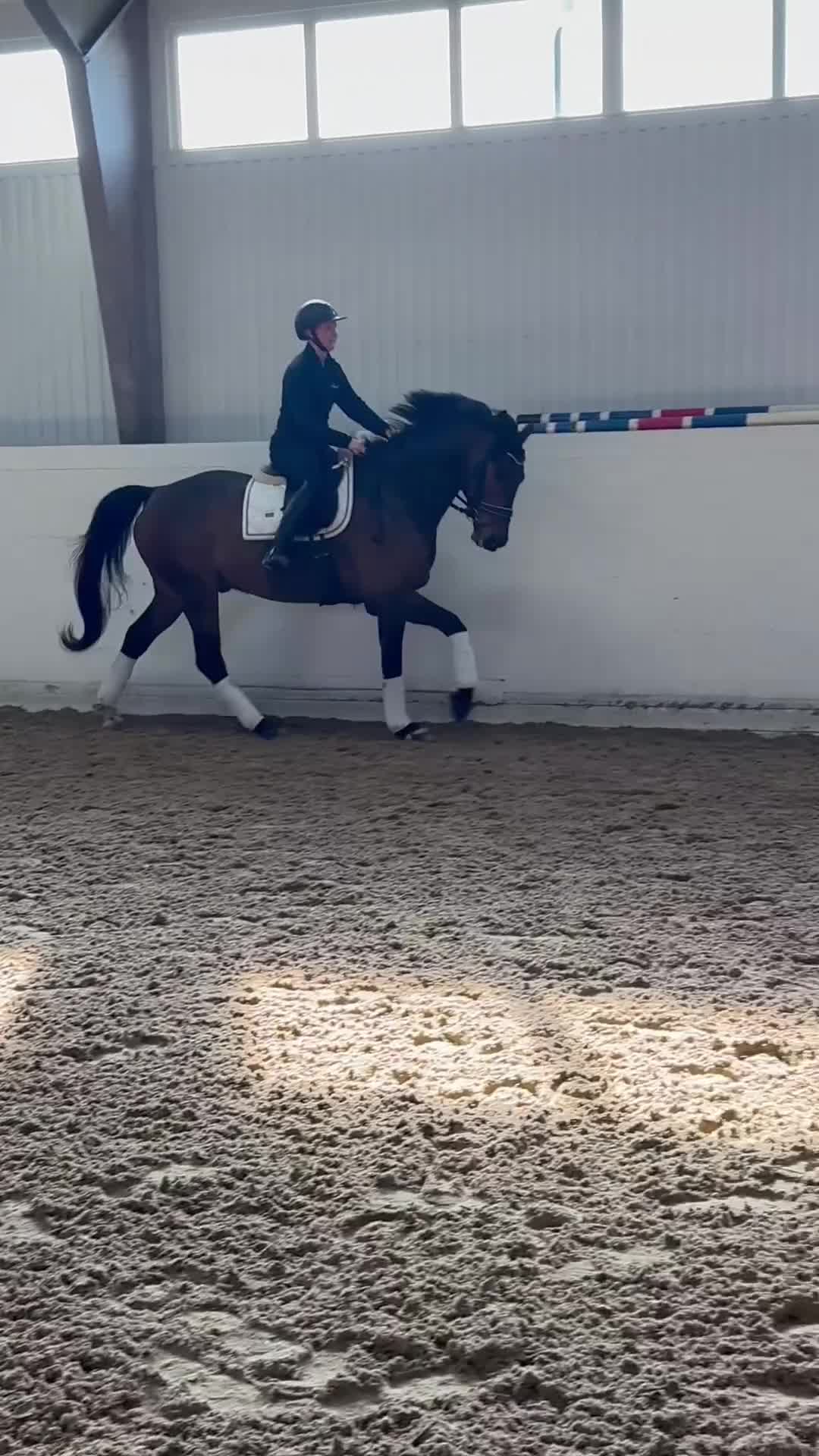 Dressyr hästar till salu: Trevlig dressyrhäst  - Video 1