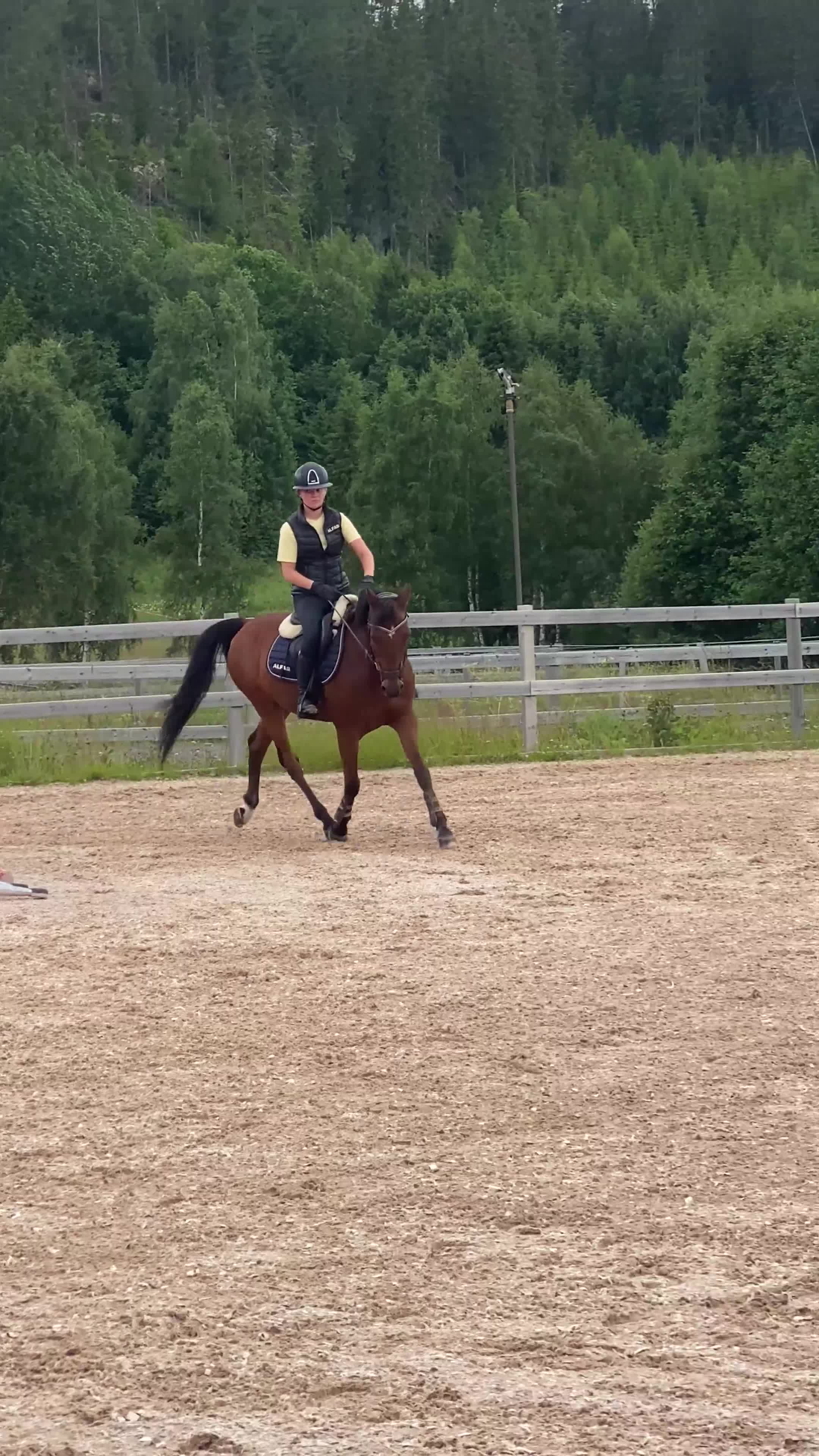 Allround hästar till salu: Justin söker en ny bästa vän - Video 2