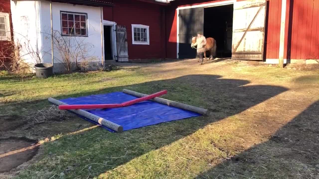 Allround hästar till salu: Lugn och stadig unghäst - Video 1