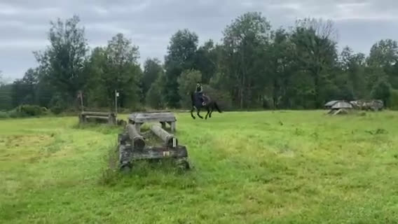 Hoppning hästar till salu: Bästavän i Fristad - Video 4