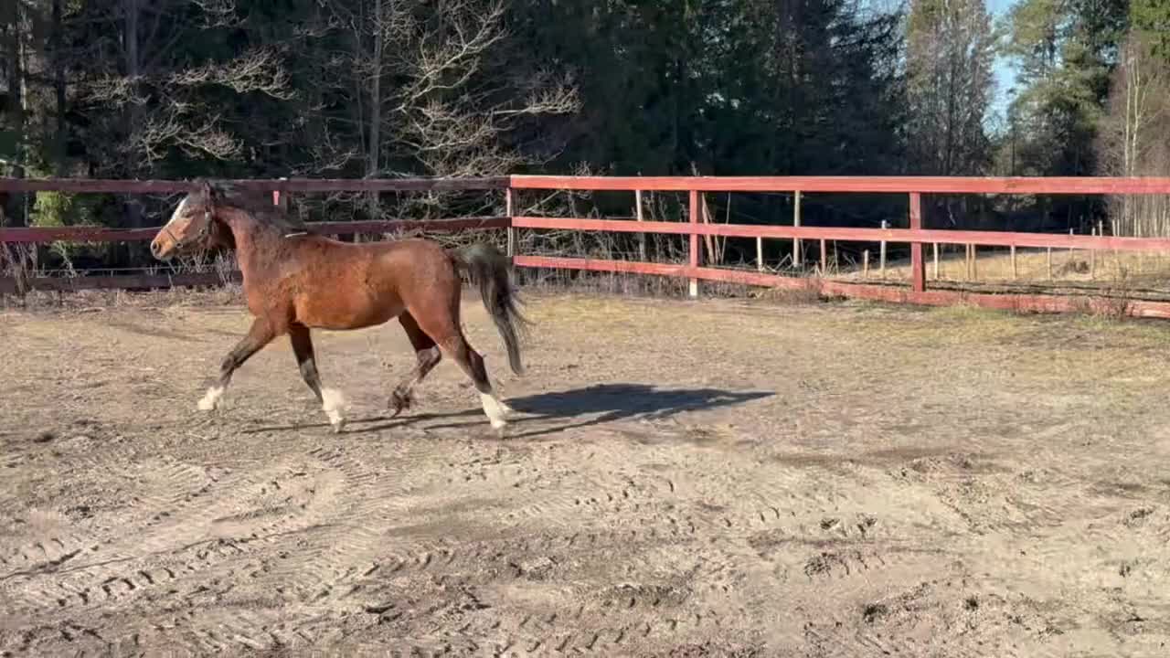 Allround hästar till salu: Flott B-ponny för dressyr/hopp - Video 1