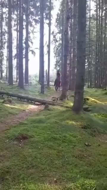 Allround hästar till salu: Allround ponny  i Örkelljunga - Video 1